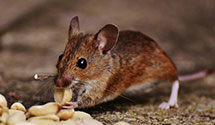 24 Hour & Emergency Exterminators in Bridgeville, PA